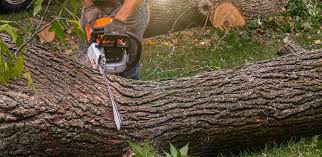 Best Commercial Tree Services  in East Hemet, CA