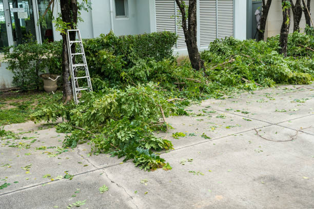 Best Arborist Consultation Services  in East Hemet, CA