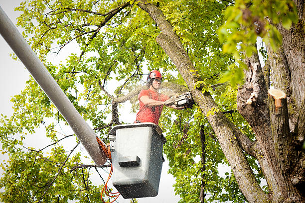 Best Tree Health Inspection  in East Hemet, CA
